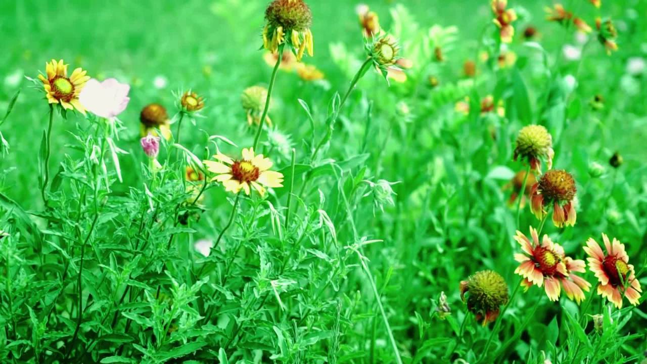 草地 话多 草坪 向阳花