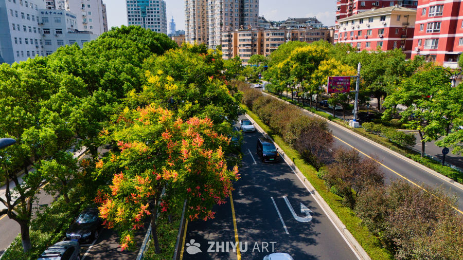 秋日城市街景：绿树与高楼的和谐画卷