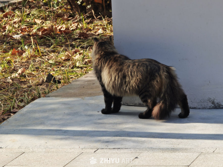 秋日猫咪漫步图