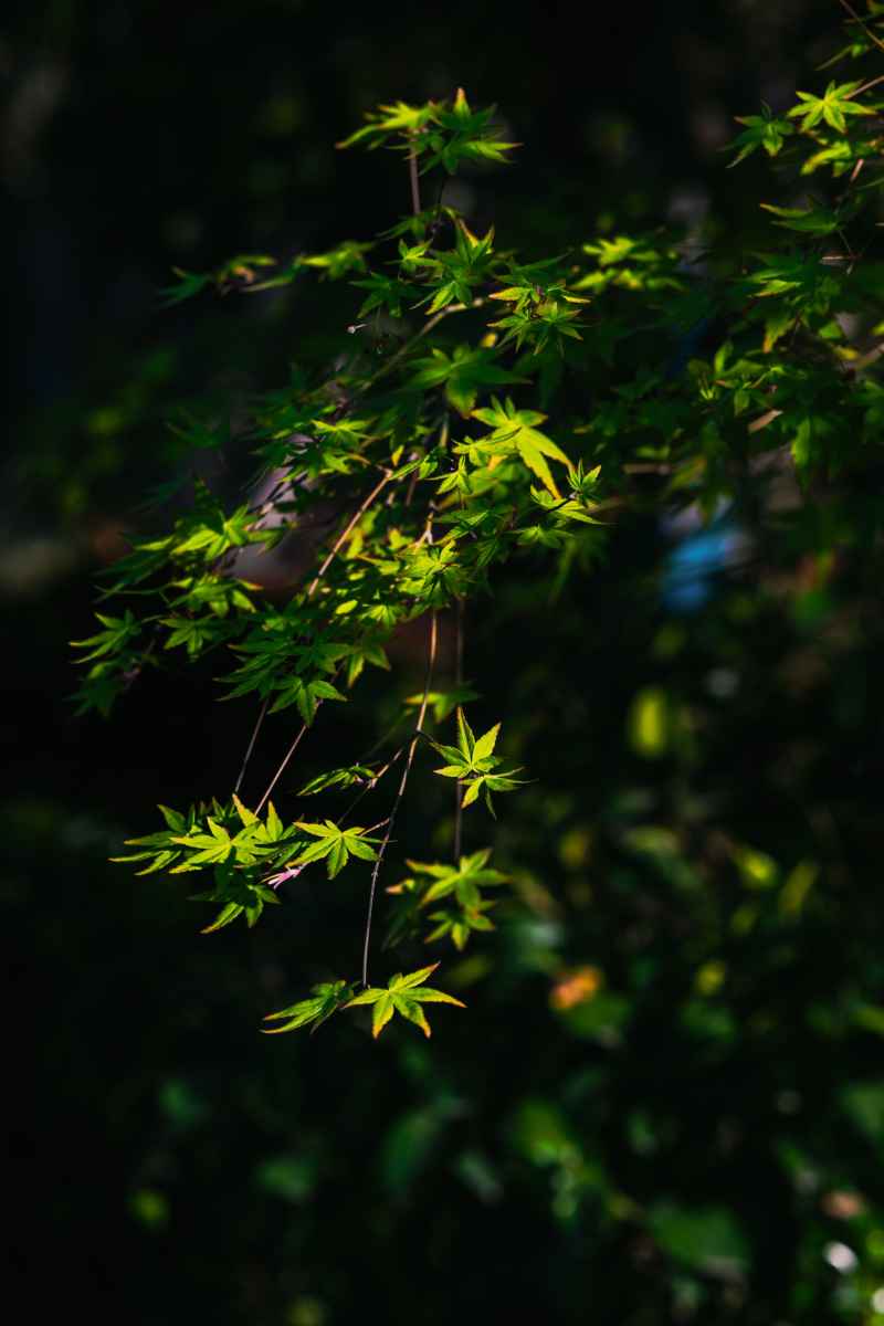植物