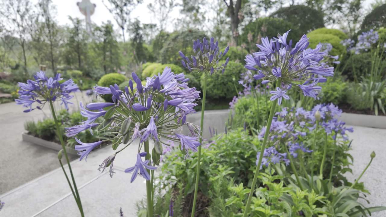 园林里的花花草草2 10