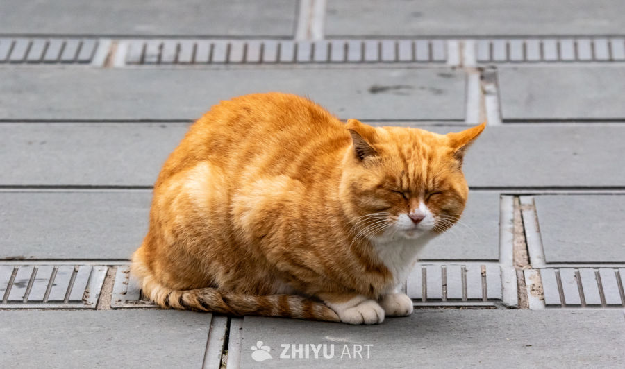 橘猫闭眼休息图