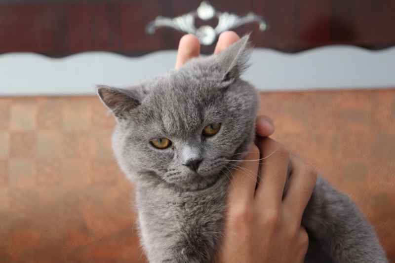 蓝猫自拍 13
