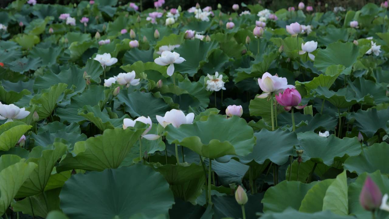 荷花 44