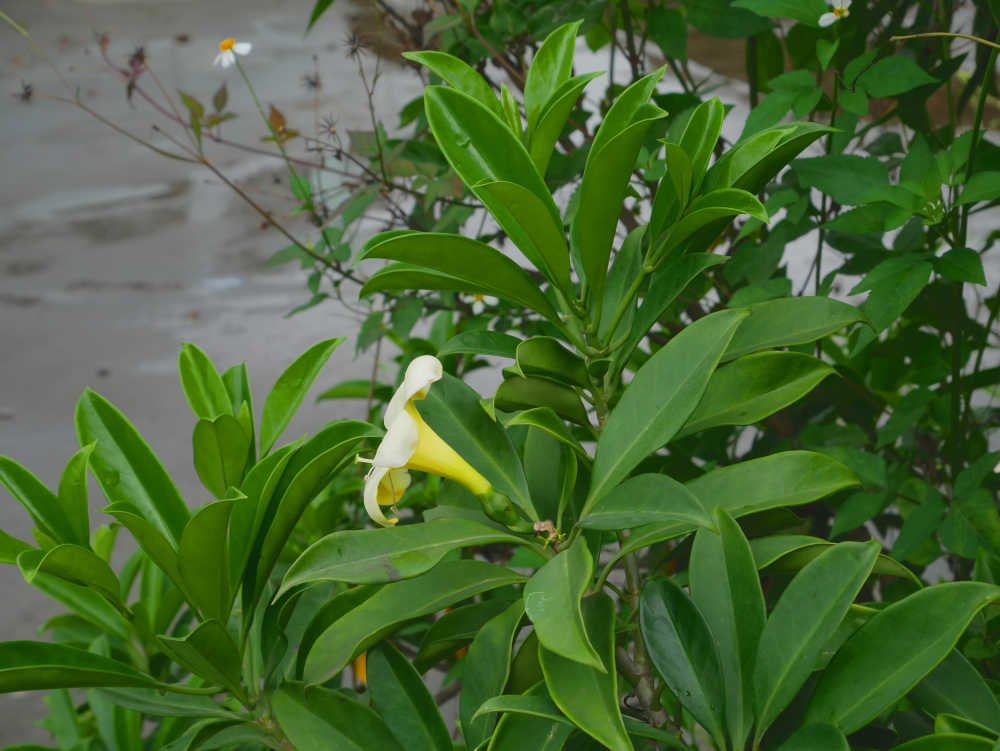 灰莉花枝