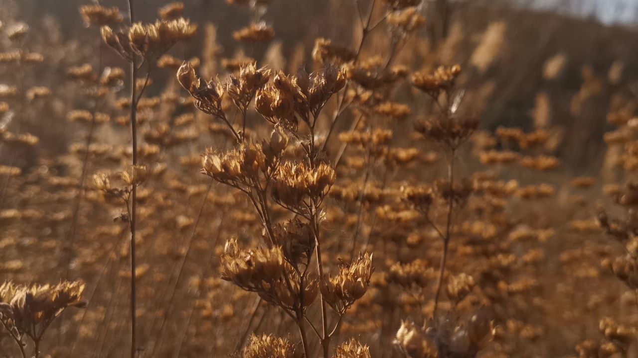 野草