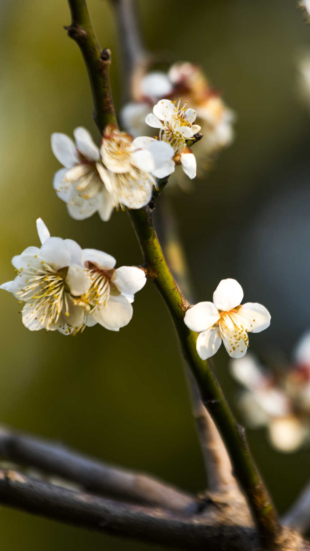 白梅花