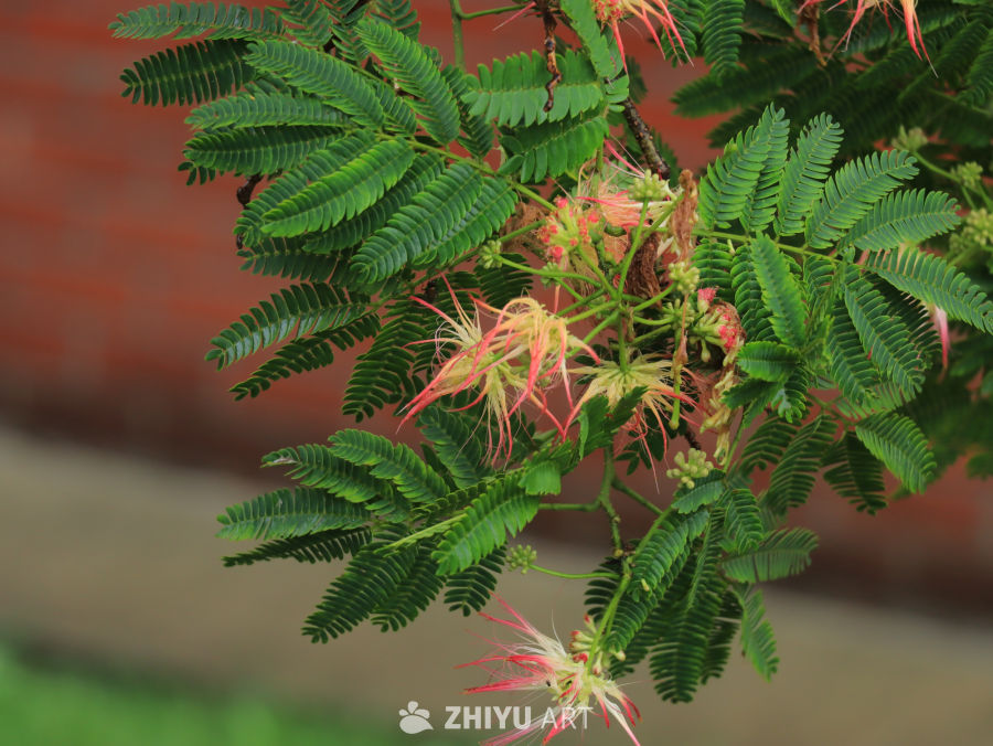 粉红花蕊的绿叶植物