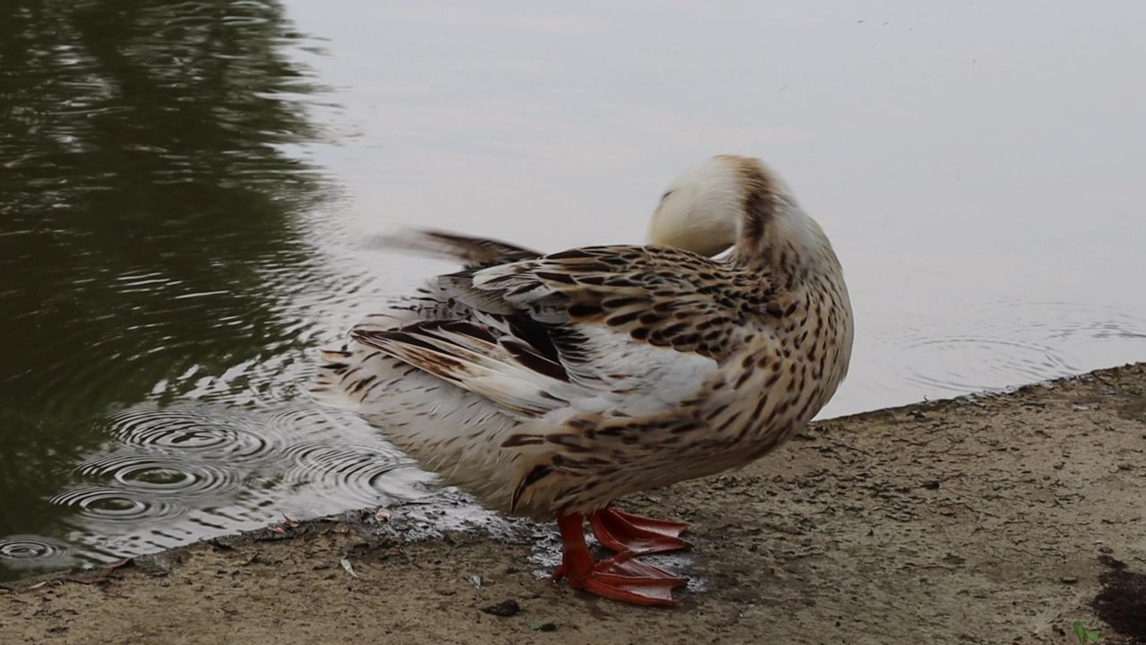 河边梳理羽毛的鸭子
