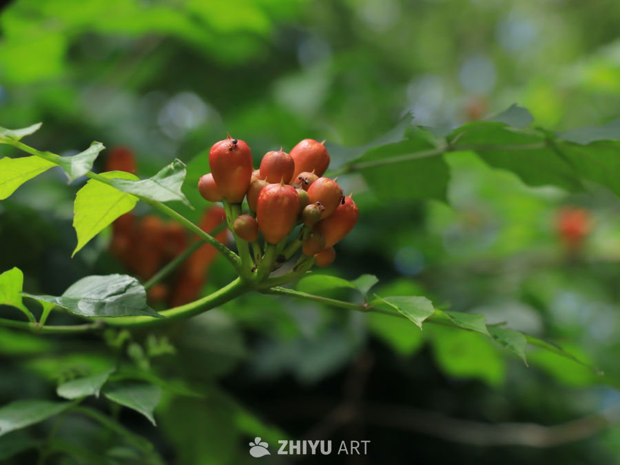 橙色果实与绿叶的和谐