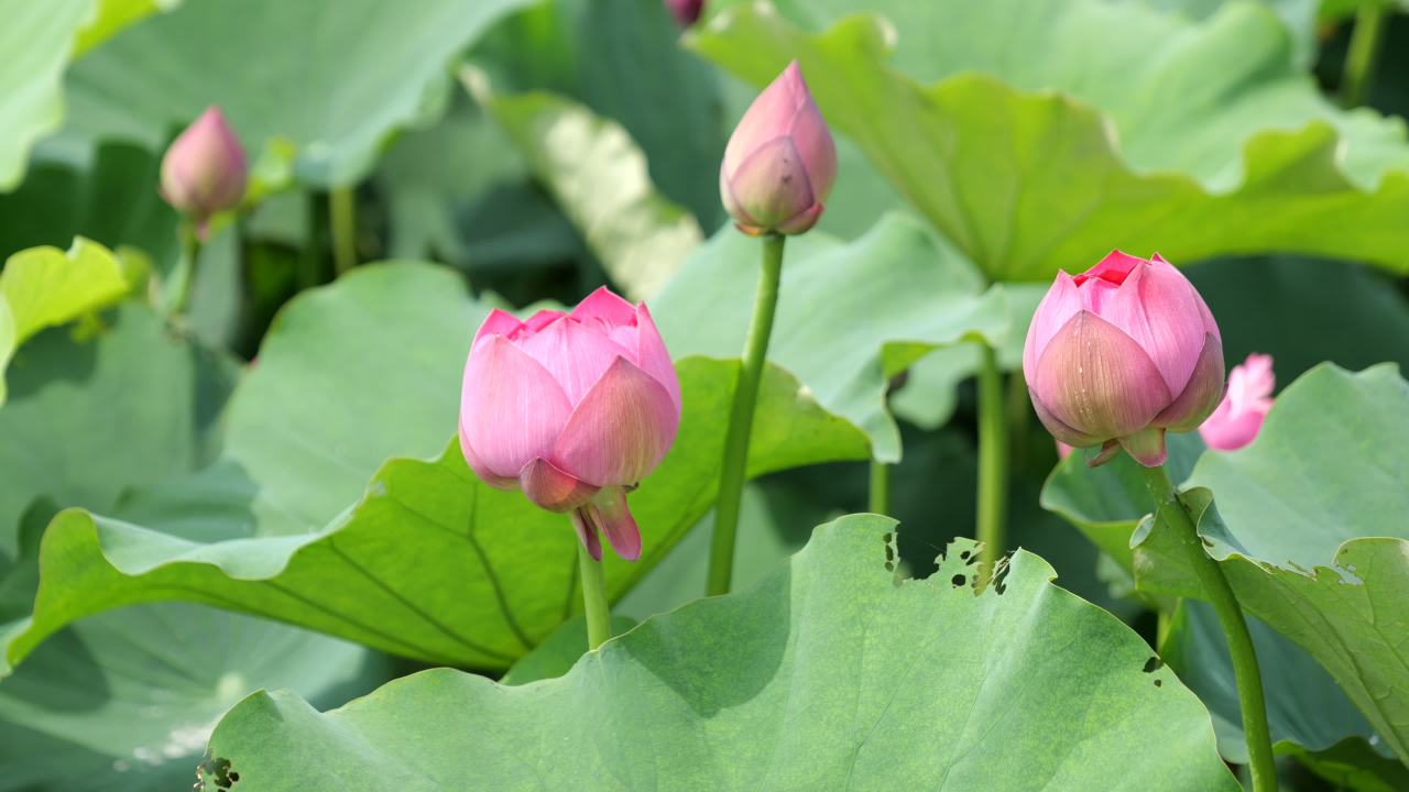 荷花 66