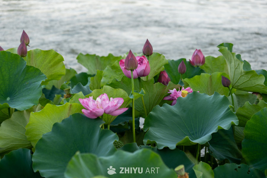古楼荷花 6