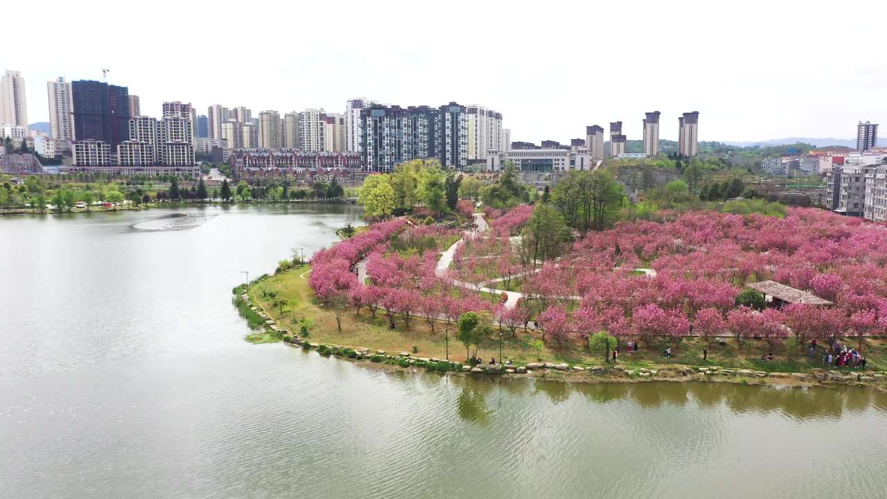 航拍贵州兴仁市城中湿地樱花风光