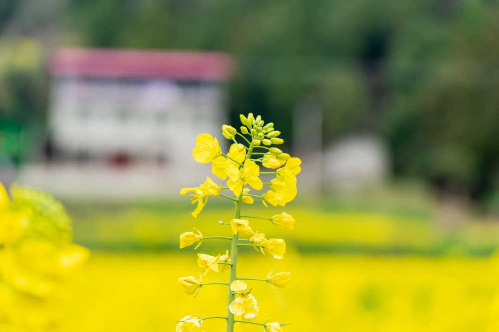 春天的油菜花