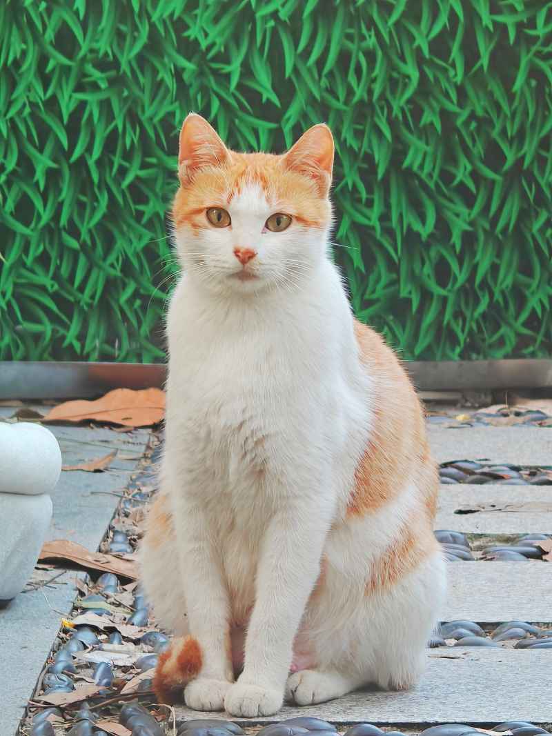 猫