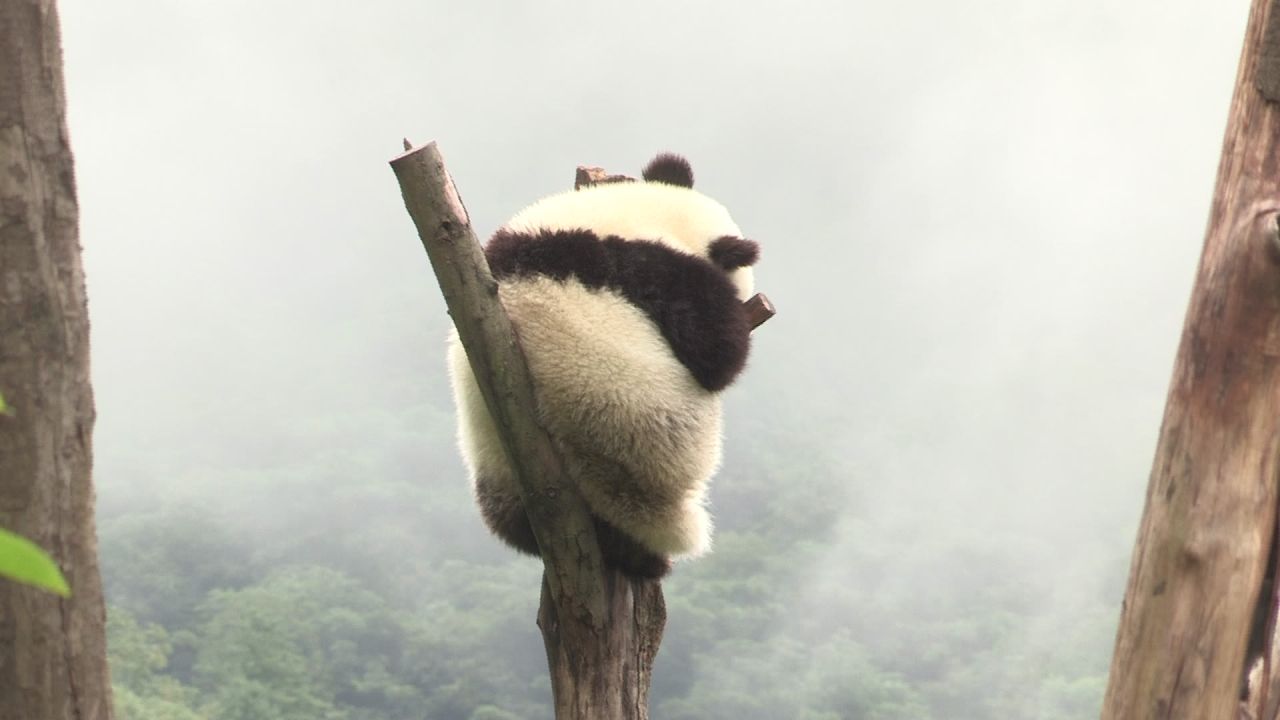 长在树上的熊猫崽子