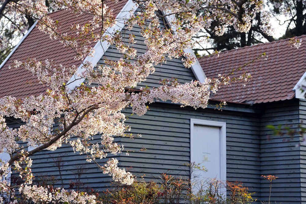 屋外樱花树