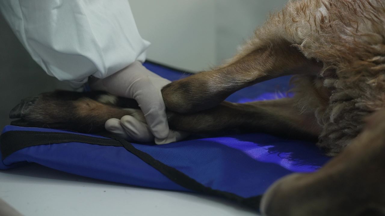 畜牧兽医团队工作记录