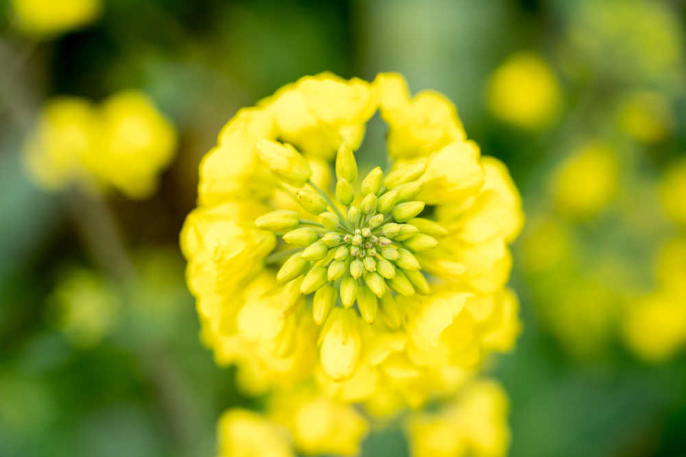 春天的油菜花