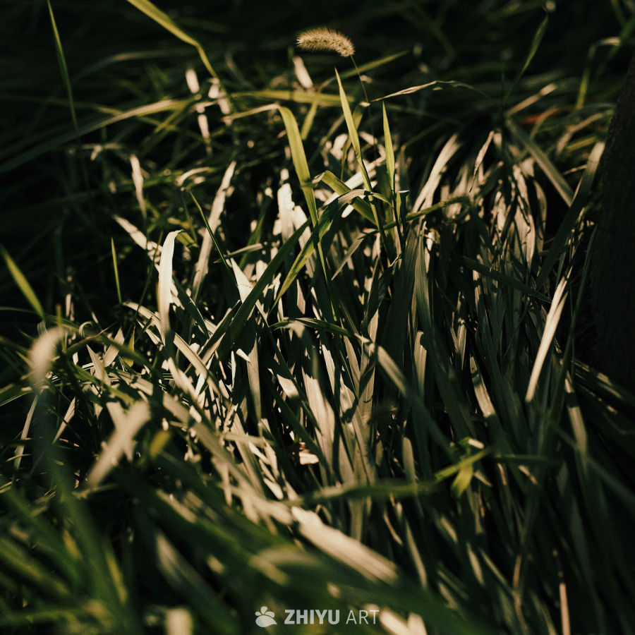 晨光小草