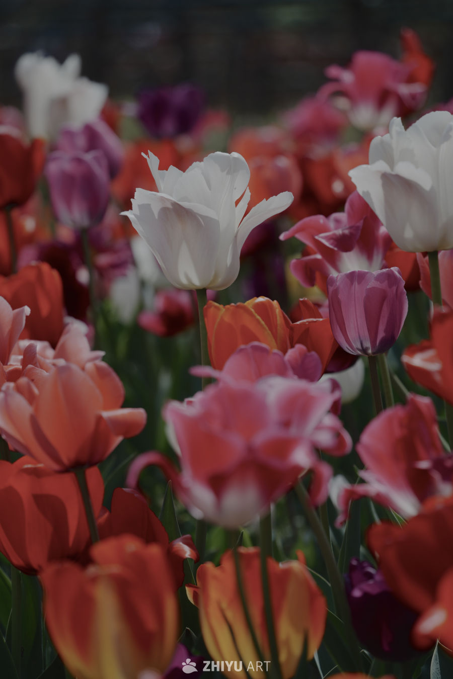 多彩郁金香花海