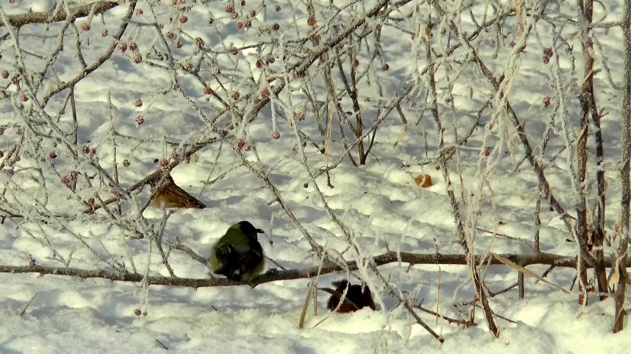 冬季鸟雪麻雀冷