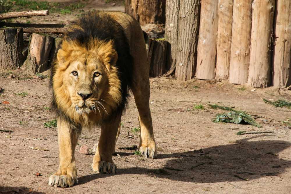 动物世界狮子捕食大猫