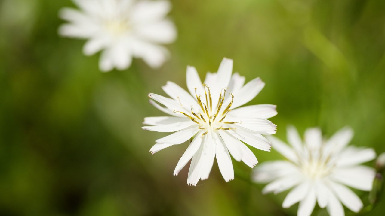 春天花朵花卉4K实拍空镜