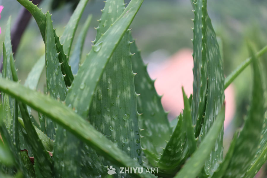 雨后芦荟的清新之美