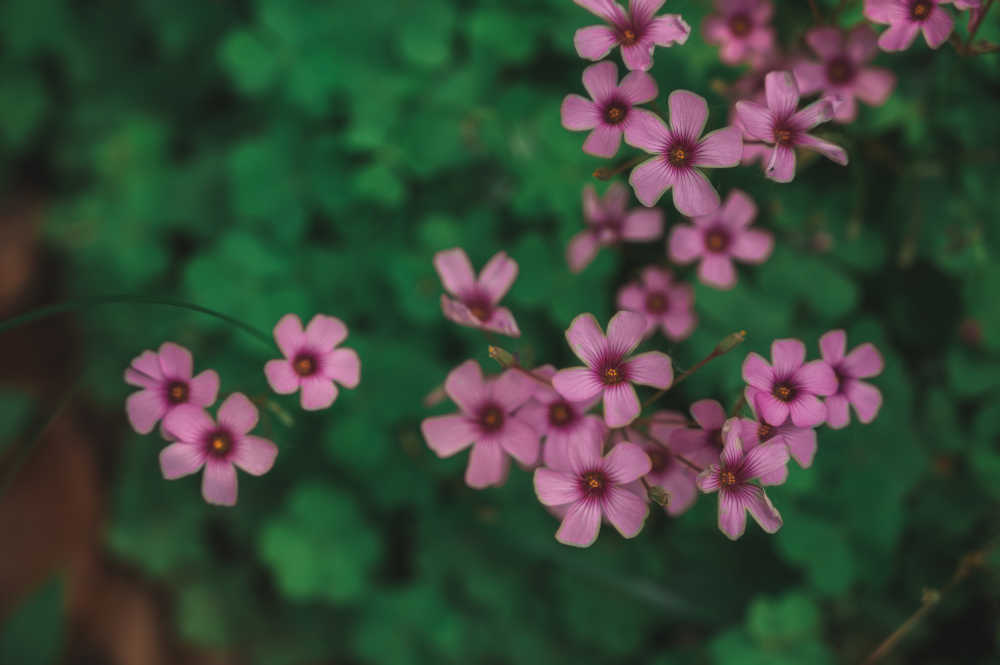 路边的小花