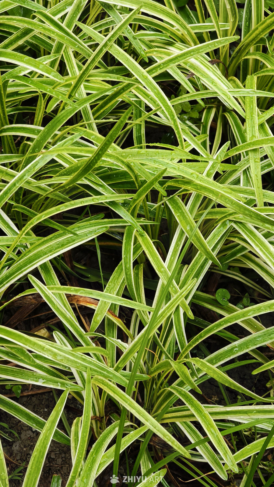 雨后绿植的生机