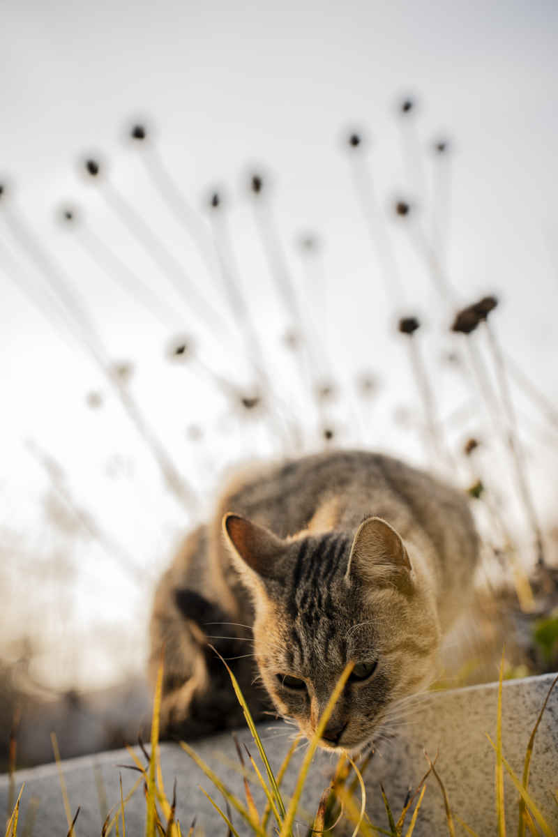 猫