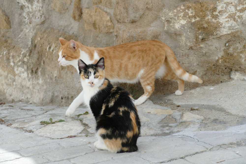 猫咪猫宠物哺乳动物