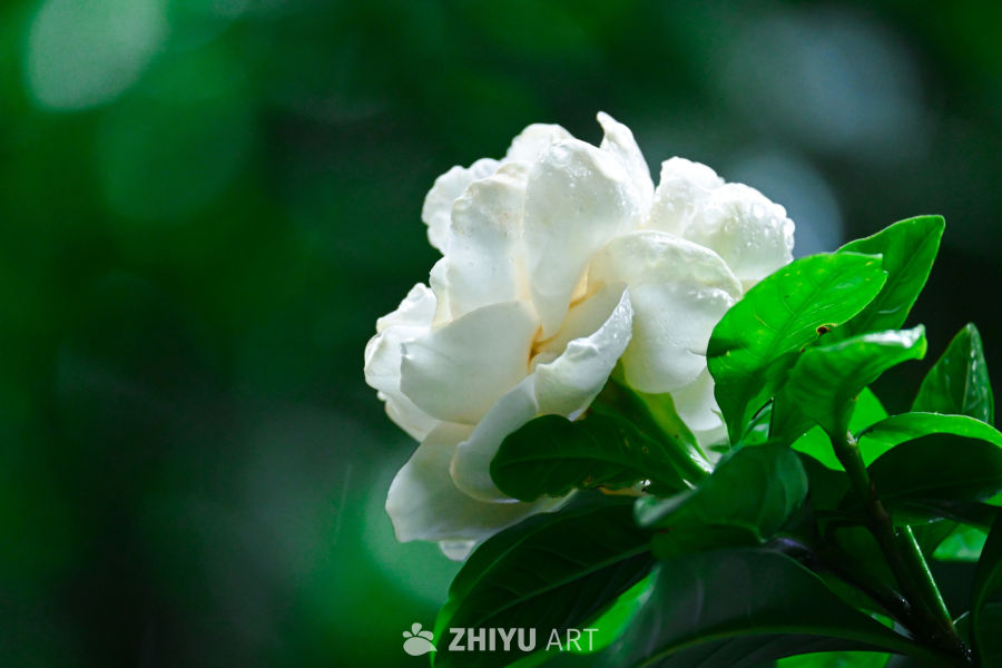 雨中栀子 4