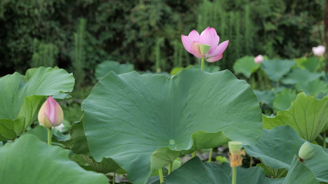 荷花 7