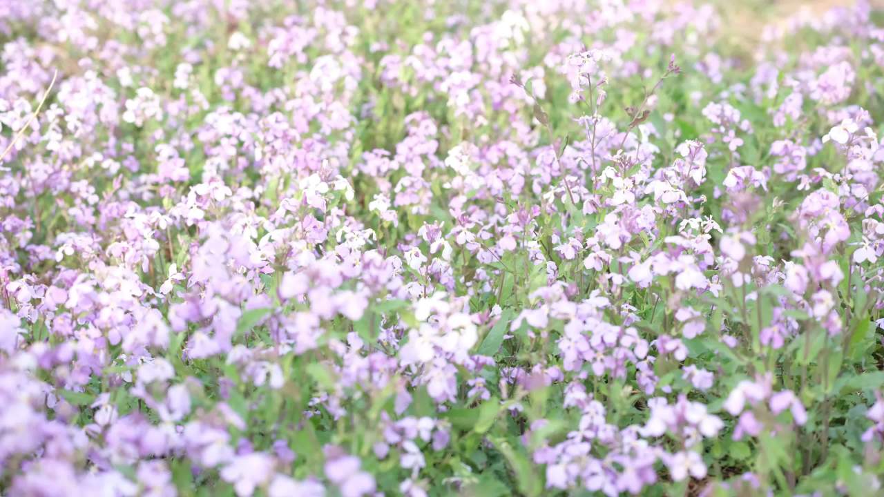 海棠花 1