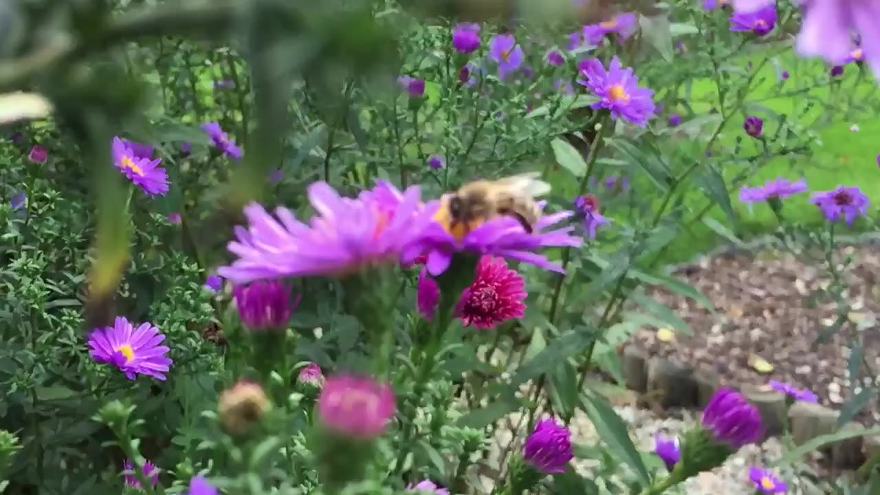蜜蜂花厂昆虫开花