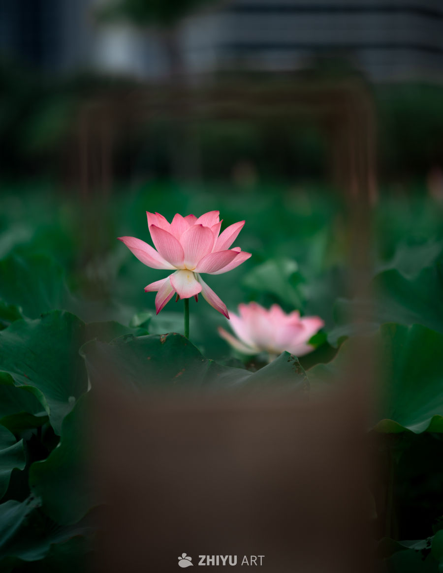 荷花 15
