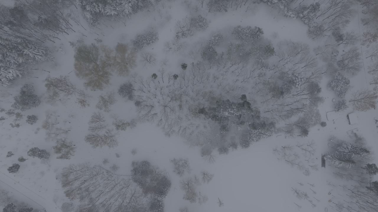 雪中森林航拍