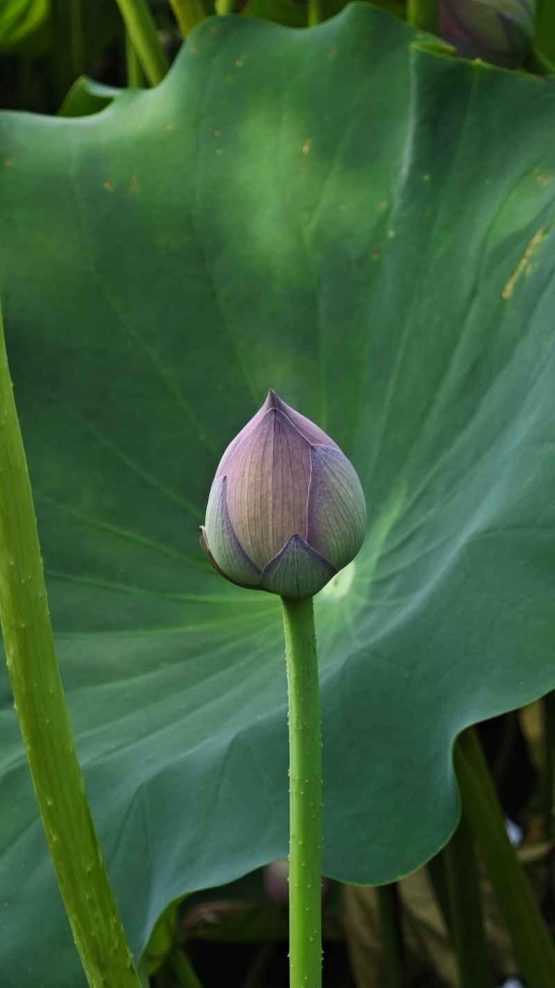荷花 4