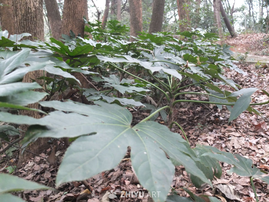 植物 27