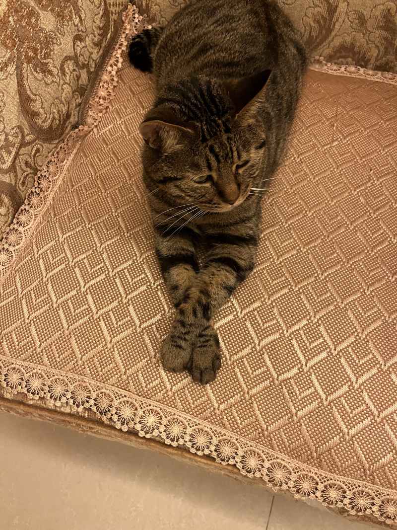 狸花猫