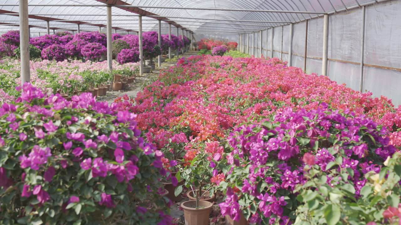 年宵花 23