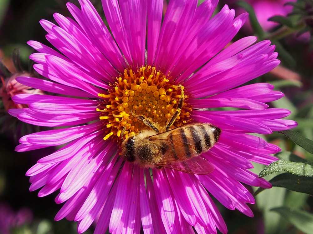 秋花开花蜜蜂