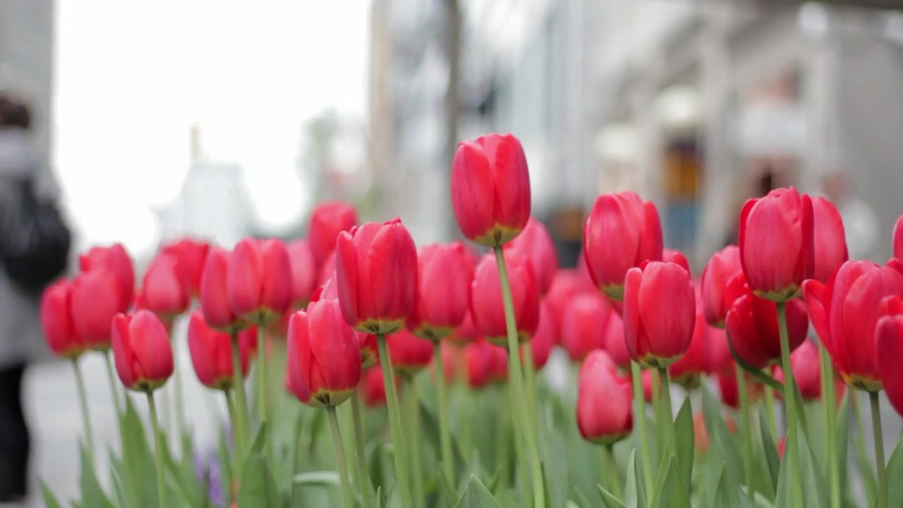 郁金香鲜花红色城市