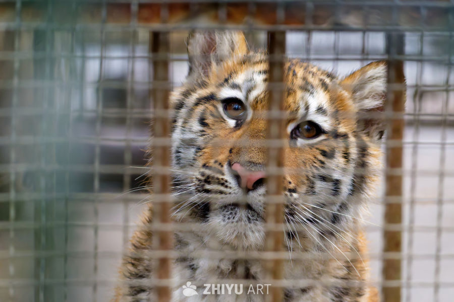 五个月大的小老虎