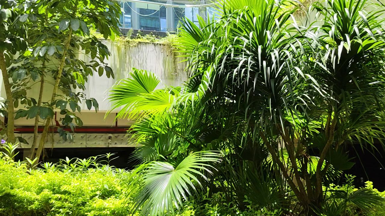 景观植物