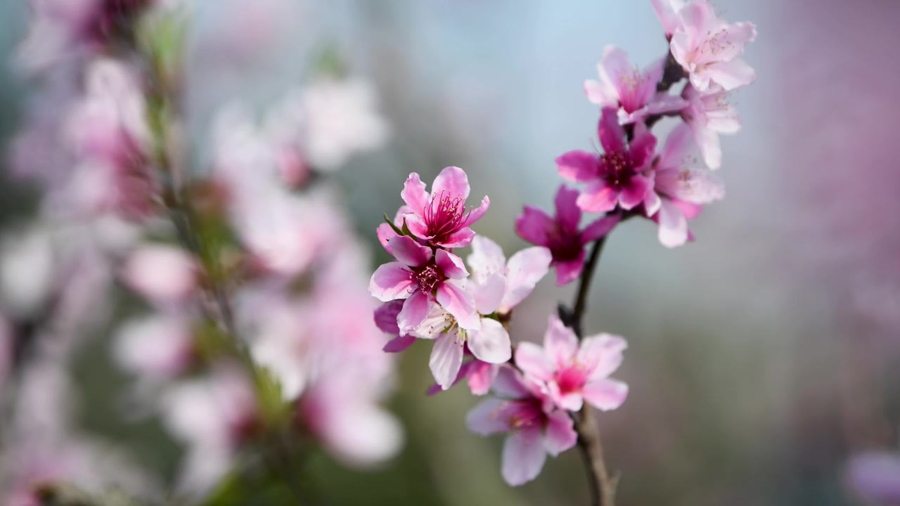 4k春分桃花盛开桃花盛开的春天 桃花特写