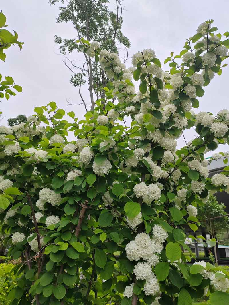 绣球花