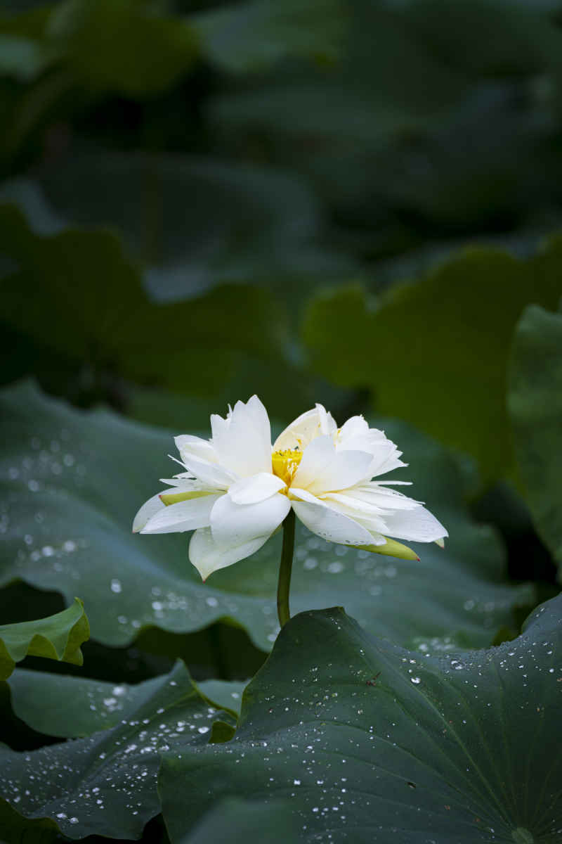 广西大学荷花